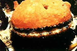 "BIG MAC" a doughboy scallop .Rye pier Melbourne Australia by Terrence Credlin 